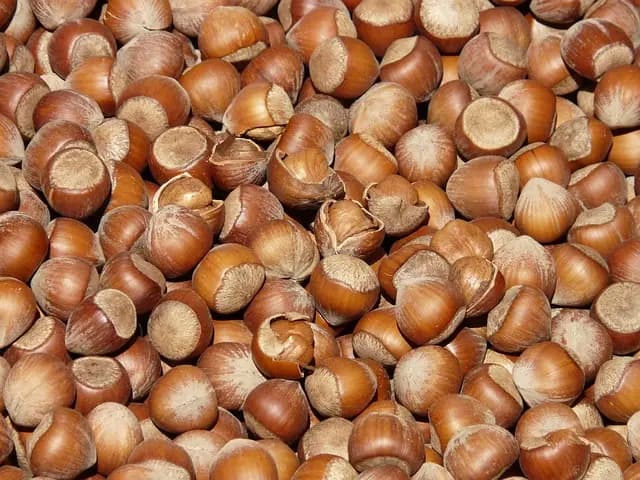 Guide complet des protéines végétales pour sportifs vegans